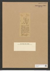 Diatomeae indet. (de-Toni-Nr.: Species 1289 ?) Zeichnungen Sammlung Grunow Nr. 2467 (NHMW-BOT-W0369640)